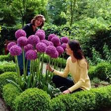 Giant Allium Giganteum Perennial Flower Seeds Garden Plant Gift 50 250pcs Purple Home Garden Yard Garden Outdoo Plants Planting Flowers Flowering Trees
