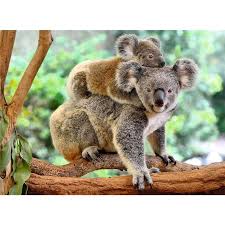 Maybe you would like to learn more about one of these? Ravensburger 129454 Coala Family 200 Pieces Puzzle Alzashop Com