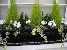 Winter flowers for planter boxes. Winter Window Box Winter Container Gardening Window Box Flowers Winter Window Boxes