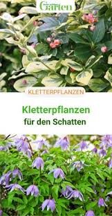 🚫 fünf tipps, was gegen den schädling helfen könnte: 140 Kletterpflanzen Ideen In 2021 Kletterpflanzen Garten Pflanzen