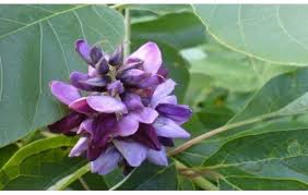 Image result for Struthiola montana