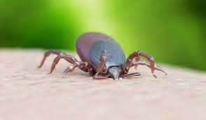 Maladie De Lyme Comment Enlever Une Tique Doctissimo