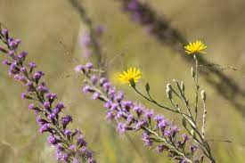 We did not find results for: Growing Zone 9 Wildflowers Selecting Heat Tolerant Wildflowers
