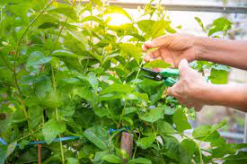 Duftjasmin, bauernjasmin, pfeifenstrauch, falscher jasmin? Jasmin Schneiden Tutorial Mit Illustrierten Anleitungen