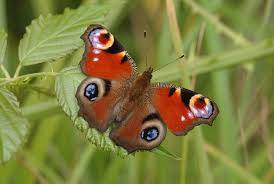 Peacock Butterfly Picture Jim Asher Butterfly Conservation Beautiful Butterfly Photography Butterfly Pictures