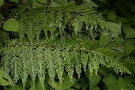 Image result for Asplenium diplazisorum
