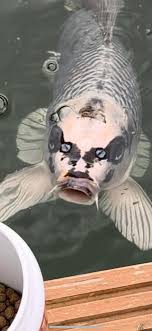 DIY Ponds & Water Gardens