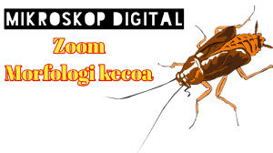 1992 menyatakan bahwa ada beberapa species kecoa yang hidup dan sering ditemukan di permukiman adalah periplaneta americana (kecoa amerika), blattaria orientalis l, blatella germanica, dan suppella longipalpa. Zoom 1000x Bentuk Luar Morfologi Kecoa Menggunakan Mikroskop Digital Youtube