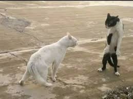 He speaks great english so feel. Kung Fu Cat Angry Feline Fighter Shows Off Moves Youtube