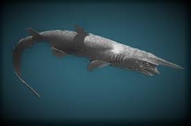 El tiburón duende también es distintivo por sus colores y tonos de piel. Tiburon Duende Tiburones Wiki Fandom