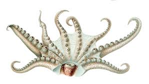 Image result for Octolepis