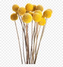 Yellow flowers have change into more and more widespread at work and at social and household gatherings. Fotki Fall Flowers Dried Flowers Yellow Flowers Transparent Dried Flower Png Png Download Vhv
