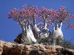 Image result for Synadenium pereskiifolium