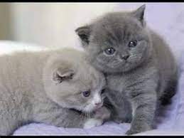 Teknik memilih, cara penjagaan dan teknik rawatan yang sesuai untuk kucing peliharaan anda. Kucing Parsi Gambar Anak Kucing Comel Dan Gebu