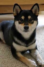 Black And Tan Shiba Inu Chihuahua Mix Pin By Jen Green On Puppies Shiba Inu Dog Shiba Inu Japanese Dogs