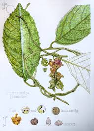 Image result for Strychnos gossweileri