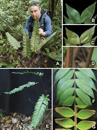 Image result for Emiliella zambiensis