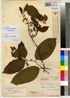 Image result for Celtis zenkeri