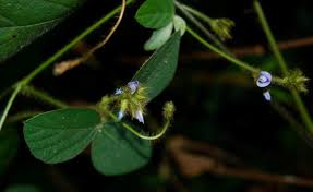 Image result for Calopogonium mucunoides