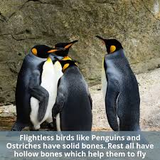 Birds That Look Like Penguins But Fly Penguin Facts Some Amazing Facts About Penguins Facts Arena King Penguin Penguins Group Of Penguins
