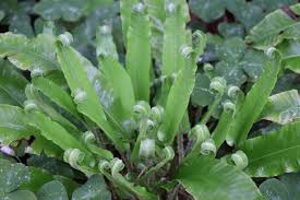 Image result for Asplenium elliottii