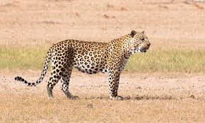 Image result for Holubia saccata