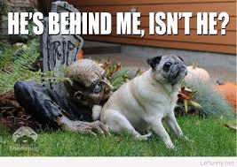 Funny sayings about animals, photos of funny animals. Inspirational Love Quotes Page 3 Quote Of The Day