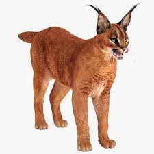 But can caracals be good pets? Caracal 3d Modell Turbosquid 1363154