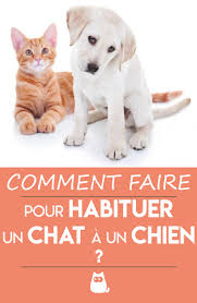 Epingle Sur Chats Et Chatons
