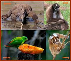 Suaka alam yang dipakai untuk perlindungan fauna disebut suaka margasatwa. Komunitas Perlindungan Flora Dan Fauna Kalimantan ç…§ç‰‡ Facebook