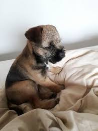 The cute border terrier is a rugged and tough breed of dog. 500 Idees De Border Terrier En 2021 Chien Border Terrier Animaux