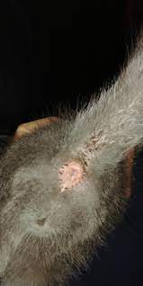 My 2 Month Old Kitten Has A Swollen Anus What Can I Give Him To Make The Swelling Go Down He Is Still Active And Is Still Eating Petcoach