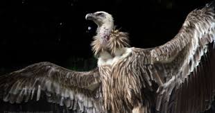 Birds Of Prey Common Sense Media Himalayan Griffon Vultures Desktop Nexus Wallpapers Vulture Birds Of Prey Raptors Bird