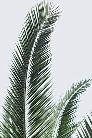 Pdf, eps, jpeg, & svg file formats available. 20 000 Best Palm Leaves Photos 100 Free Download Pexels Stock Photos