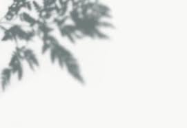 Shadow Of Leaves On A Wall Free Image By Rawpixel Com Shadow Shadow Tree Stock Images Free