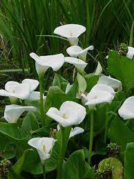Hotdog Express Version 1 0 Document White Flowers Garden White Flowers Beautiful Flowers