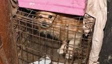 Animal Cruelty and Neglect - DSPCA