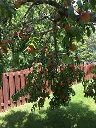Those of us who call this area home often. When Do You Fertilize Lemon Trees In Texas And About How Much Does Monthly Pest Control Cost Per Tree White Rock Tree Wizards