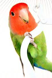 Lifespan Of A Lovebird How Long Do Lovebirds Live Psittacology