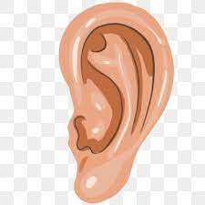 Yellow Human Ear Illustration Ear Clipart Ear Organ Illustration Png Transparent Clipart Image And Psd File For Free Download Human Clipart Clip Art Illustration