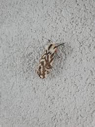 After An Id On This Thing Western Australia Moths