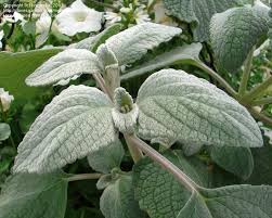 Image result for Plectranthus guruensis