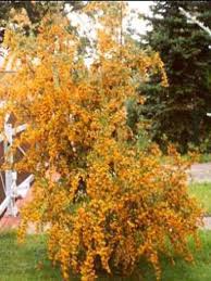 Image result for Pyracantha coccinea soleil d'or