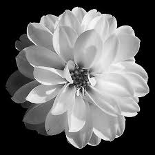 Pin By San On Loveliness Black And White Flowers Black And White Photographs White Picture