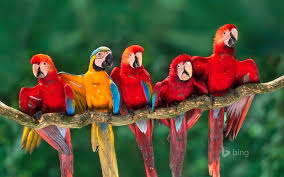 Image result for tbn:ED285OK8yRCGdM::www.hawanaajd.com/backgd/data/media/4/Wallpapers_-_Parrots_-_01.jpg