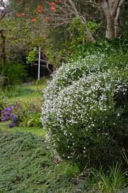 Image result for Freylinia