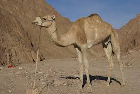 The two types of camel are the dromedary, which has one hump, and the bactrian, which has two humps. Dromedary Wikiwand