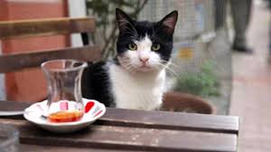 Kedi Ve Hayatin Sirlari
