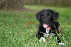 With their breeder, waiting for you! What Breed Is She Is She Great Pyrenees Lab Dog Forum