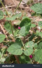 Image result for Boerhavia repens